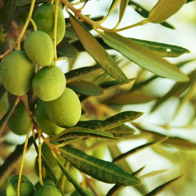 Aceitunas en el olivo