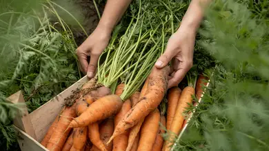 Zanahorias, patatas y lechugas iceberg, los alimentos básicos que más se han encarecido en junio Zanahorias, patatas y lechugas iceberg, los alimentos básicos que más se han encarecido en junio