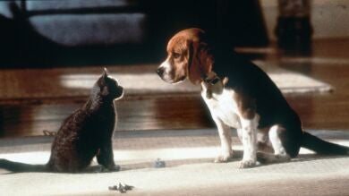 Los países de la UE logran un acuerdo sobre la primera ley de bienestar de perros y gatos