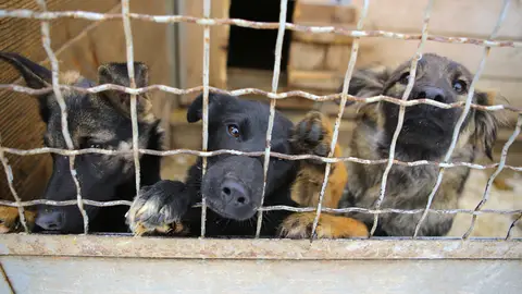 Perros en adopción Perros en adopción