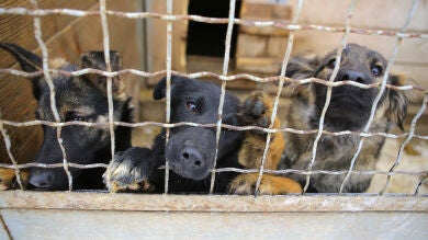 Las adopciones de perros en España caen a la cifra más baja de los últimos tres años