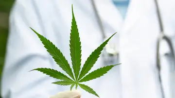 Cannabis medicinal Cannabis medicinal