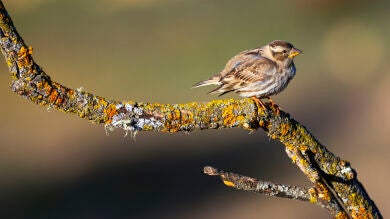 Un estudio hace una revisión de las sociedades animales y muestran lo que pueden enseñar sobre el envejecimiento