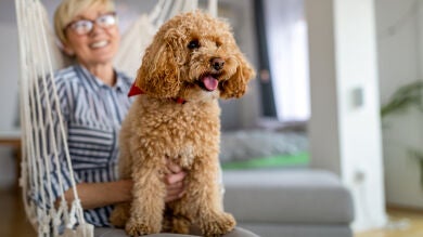 La raza ideal de perro para hacer compañía a personas mayores