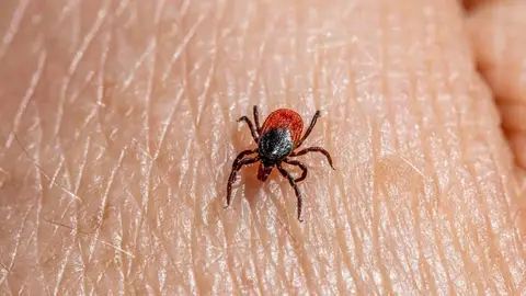 Garrapata Garrapata