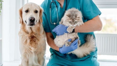 Sanitas lanza un seguro para mascotas que ofrece un reembolso del 80% en asistencia veterinaria