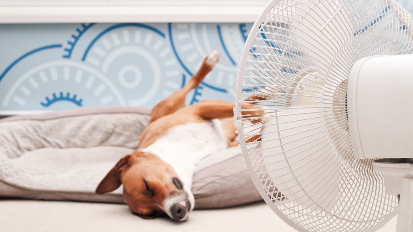 Un perro junto a un ventilador