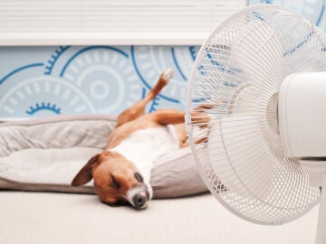 Un perro junto a un ventilador
