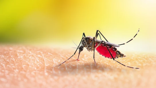 Mosquito Mosquito