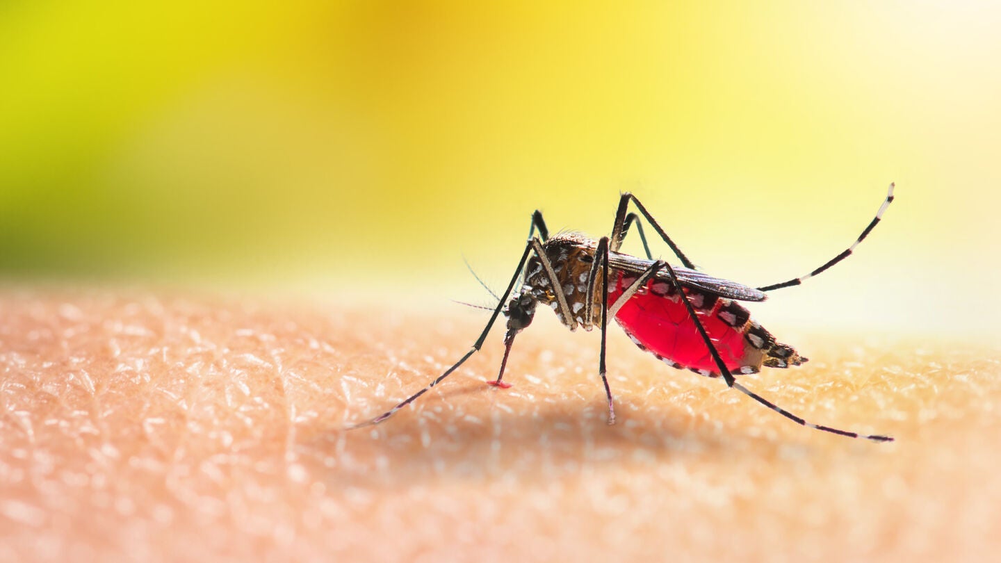 Mosquito