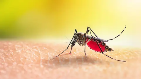Mosquito Mosquito