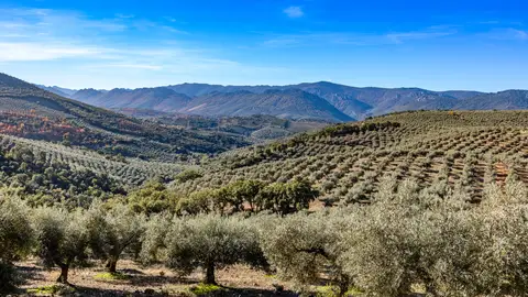 Olivar Olivar
