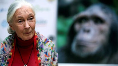 Muere Jane Goodall, la Lady Chimpancé que dedicó su vida al estudio de estos primates