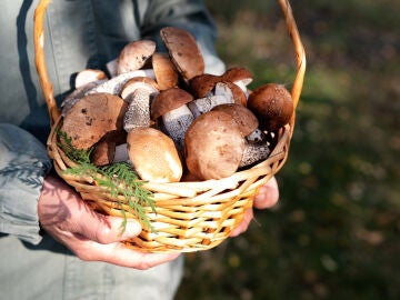 Recolecci&oacute;n de setas