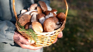 La alerta de los bomberos a los recolectores de setas 