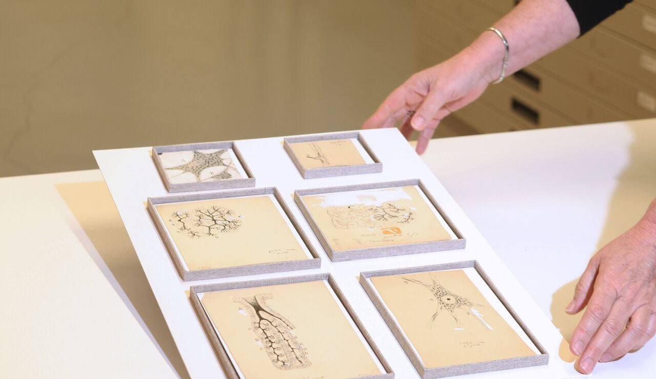Los seis dibujos originales de Ram&oacute;n y Cajal descubiertos en el Museo Anat&oacute;mico de la UVa