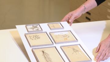 Los seis dibujos originales de Ram&oacute;n y Cajal descubiertos en el Museo Anat&oacute;mico de la UVa