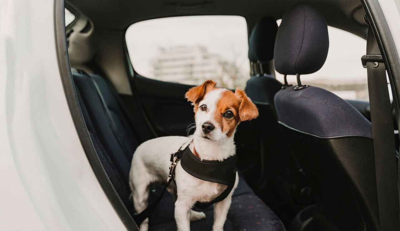 Perro en el asiento trasero de un coche