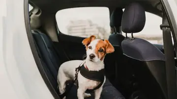 Perro en el asiento trasero de un coche Perro en el asiento trasero de un coche