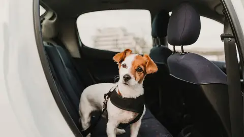 Perro en el asiento trasero de un coche Perro en el asiento trasero de un coche