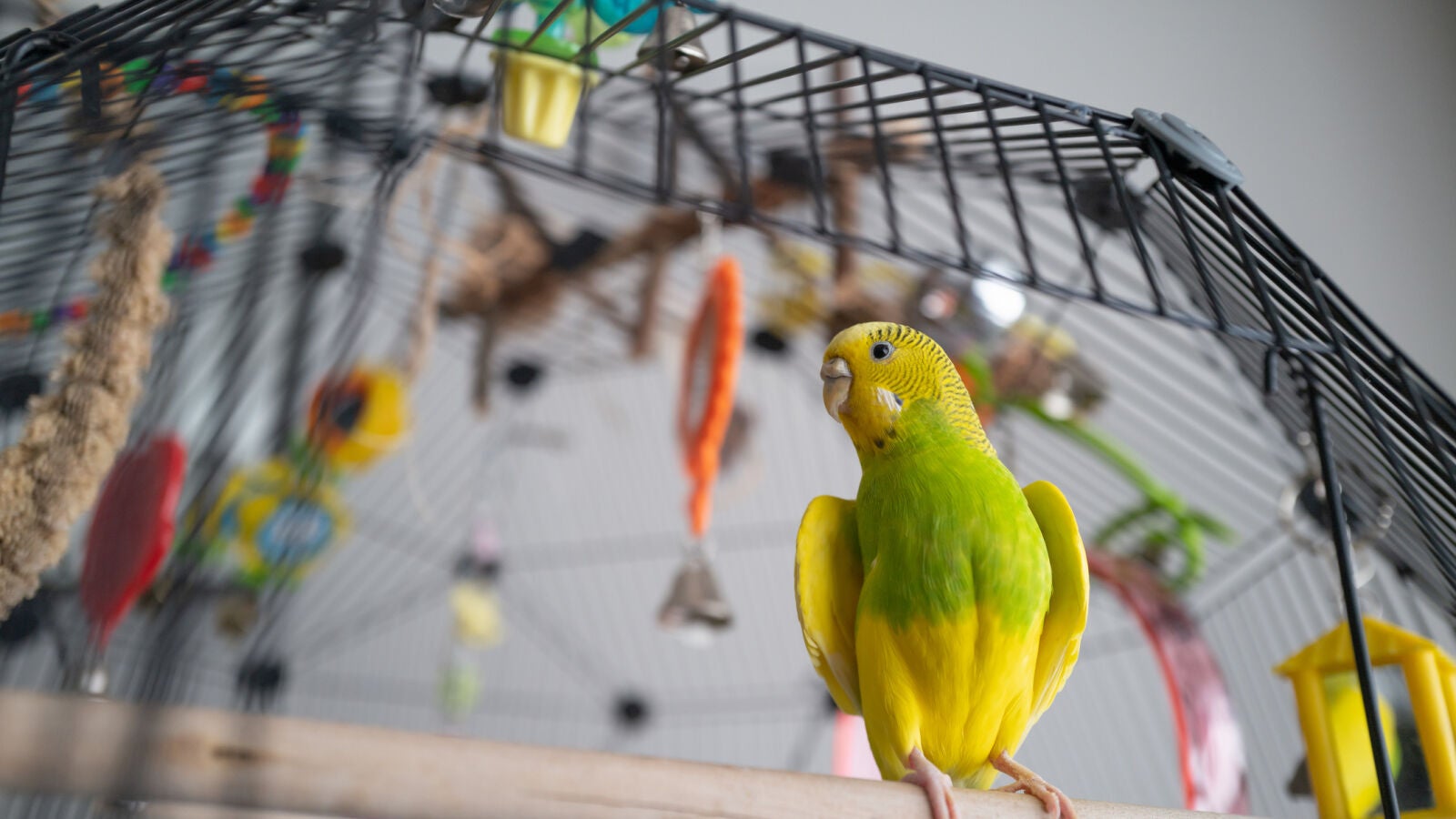 Las protectoras aplauden la publicación del Proyecto para la creación de un Listado Positivo de animales de compañía