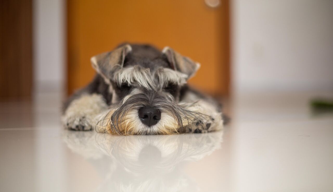 Los beneficios de tener un perro para las personas mayores: compa&ntilde;&iacute;a, salud y una raz&oacute;n para levantarse cada d&iacute;a
