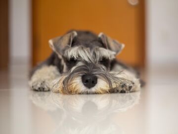 Los beneficios de tener un perro para las personas mayores: compa&ntilde;&iacute;a, salud y una raz&oacute;n para levantarse cada d&iacute;a