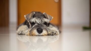 Los beneficios de tener un perro para las personas mayores: compa&ntilde;&iacute;a, salud y una raz&oacute;n para levantarse cada d&iacute;a