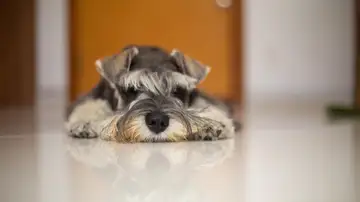Los beneficios de tener un perro para las personas mayores: compañía, salud y una razón para levantarse cada día Los beneficios de tener un perro para las personas mayores: compañía, salud y una razón para levantarse cada día