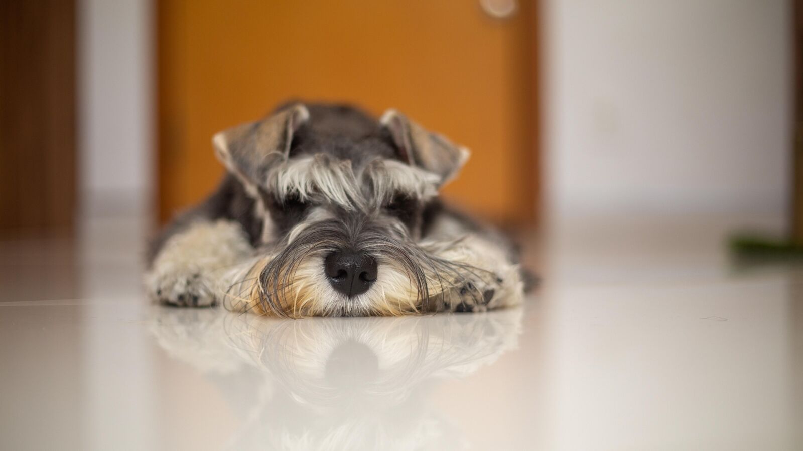 Los beneficios de tener un perro para las personas mayores: compañía, salud y una razón para levantarse cada día