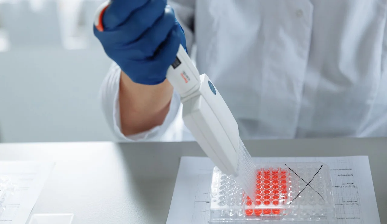 Una proteína que protege los cromosomas también ayuda a las células madre musculares a regenerar el tejido dañado