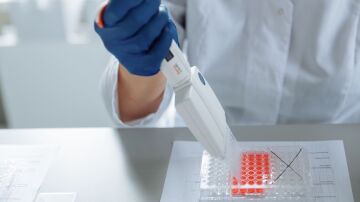 Una prote&iacute;na que protege los cromosomas tambi&eacute;n ayuda a las c&eacute;lulas madre musculares a regenerar el tejido da&ntilde;ado