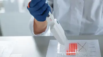 Una proteína que protege los cromosomas también ayuda a las células madre musculares a regenerar el tejido dañado Una proteína que protege los cromosomas también ayuda a las células madre musculares a regenerar el tejido dañado