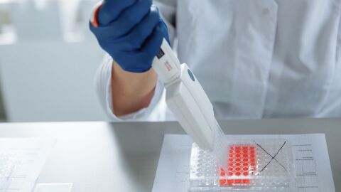 Una prote&iacute;na que protege los cromosomas tambi&eacute;n ayuda a las c&eacute;lulas madre musculares a regenerar el tejido da&ntilde;ado
