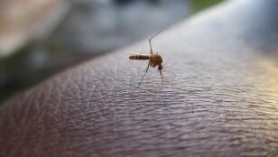 Farmac&eacute;uticos recomiendan extremar la prevenci&oacute;n frente a las picaduras este verano