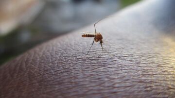 Farmac&eacute;uticos recomiendan extremar la prevenci&oacute;n frente a las picaduras este verano