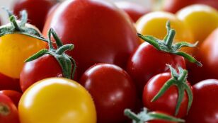 Primer plano de tomates de dos colores